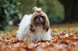 SHIH TZU 197